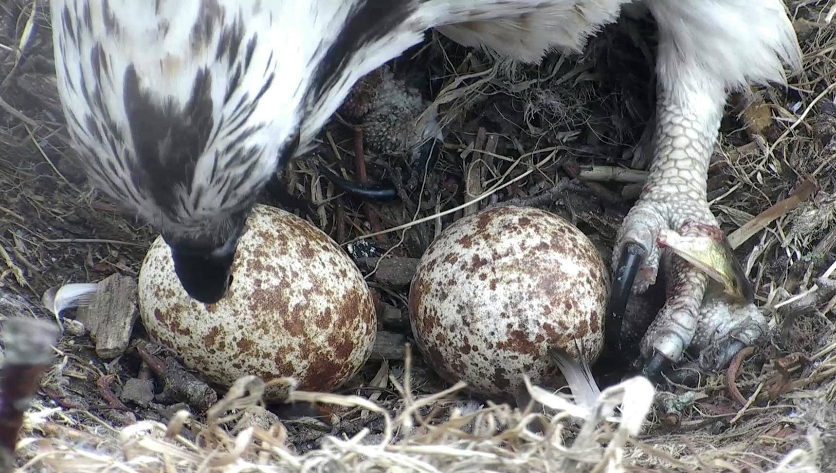 Aran turning the two eggs