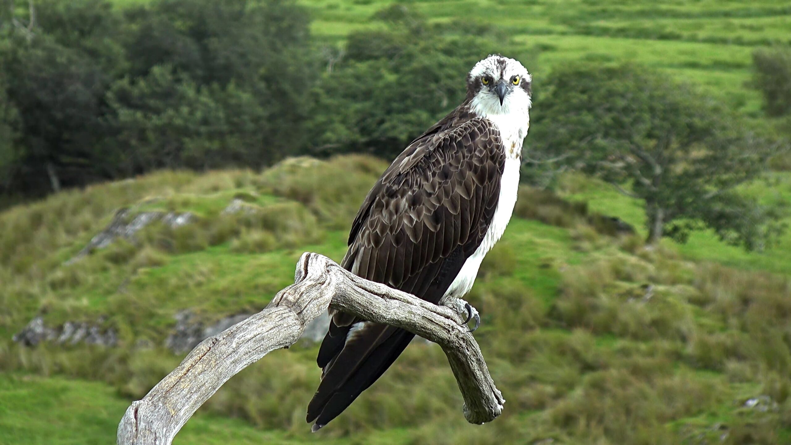End of Season 2021 – Bywyd Gwyllt Glaslyn Wildlife