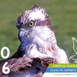 Calendr Gweilch Glaslyn 2026