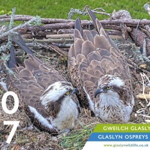 Glaslyn Osprey Calendar 2027