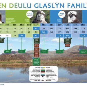 Coeden Deulu Glaslyn 2026