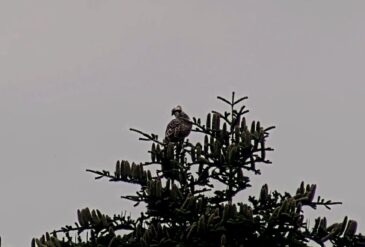 2T4 Finally Fledges