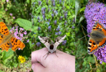 Moths, Mini-beasts and more!