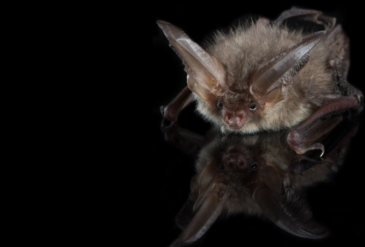 Bat Evening
