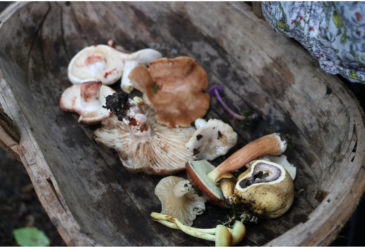 Fungi Hunt
