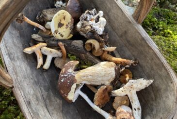Fungi Foray 2026