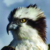 Glaslyn Osprey