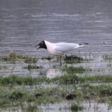 Black Headed Gull
