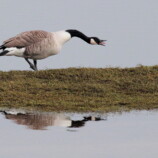 Canada Goose