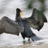 Cormorant