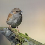 Dunnock