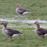Grey Lag Goose