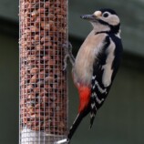 Great Spotted Woodpecker
