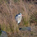 Heron