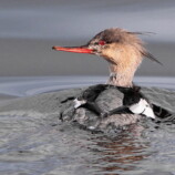 Red Breasted Merganser