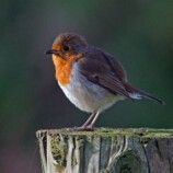 Robin
