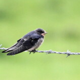 Swallow