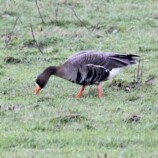 White Fronted Goose